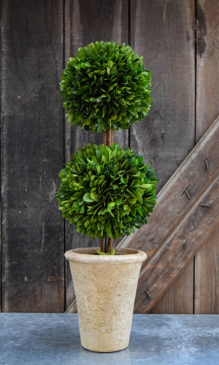 Preserved Boxwood Topiary - Double Ball - 20 Inch