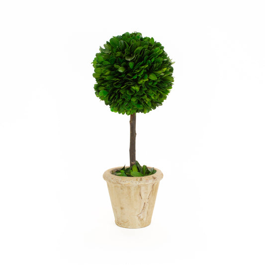 Preserved Boxwood Ball Topiary - 12 Inch