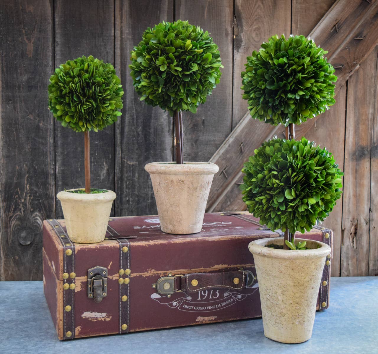 Preserved Boxwood Topiary - Double Ball - 20 Inch