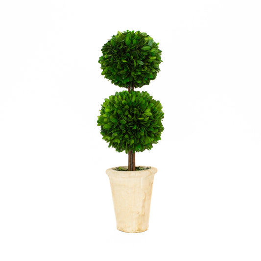 Preserved Boxwood Topiary - Double Ball - 20 Inch